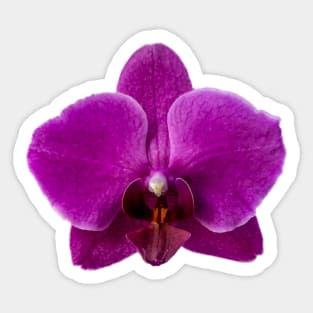 Violet Orchid Sticker